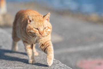 堤防を歩く可愛い猫　茶トラ猫	
