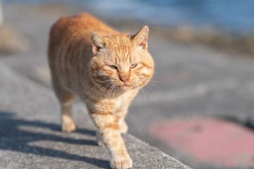 堤防を歩く可愛い猫　茶トラ猫	
