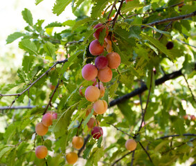 Red berries on a branch
