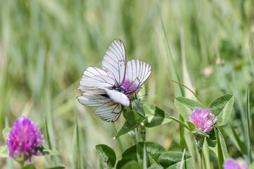 Aporia crataegi, Pieris crataegi, butterfly on a clover. Butterflies on a clover flower in a meadow. Life of insects. Summer
