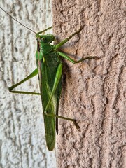 green grasshopper on the wall