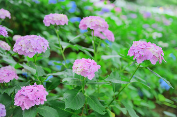 フレッシュな初夏のアジサイの風景