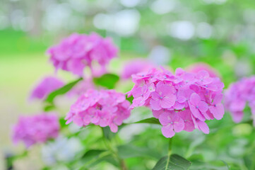 フレッシュな初夏のアジサイの風景