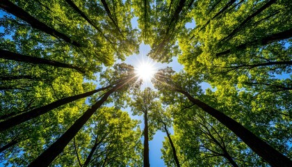 Sunlight filtering through verdant forest canopy, revealing fresh green leaves with low angle perspective, capturing tranquil springtime woodland ambiance