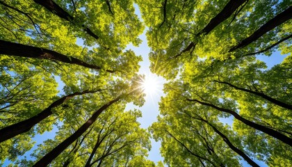 Sunlight filtering through verdant forest canopy, casting dappled light on lush woodland floor, highlighting vibrant greenery and peaceful natural landscape