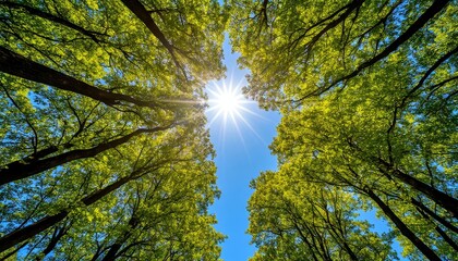 Fototapeta premium Bright sunlight filtering through verdant forest canopy, casting dappled light and creating serene woodland atmosphere with natural, calming ambiance