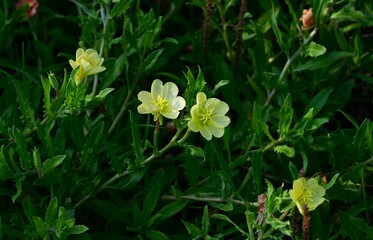 Fototapeta premium Cutleaf evening primrose (Oenothera laciniata) flowers. Onagraceae perennial plants. The pale yellow, four-petaled flowers bloom in early summer and turn red as they wilt.