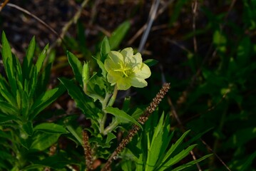 Cutleaf evening primrose (Oenothera laciniata) flowers. Onagraceae perennial plants. The pale yellow, four-petaled flowers bloom in early summer and turn red as they wilt.