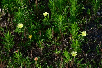 Cutleaf evening primrose (Oenothera laciniata) flowers. Onagraceae perennial plants. The pale yellow, four-petaled flowers bloom in early summer and turn red as they wilt.