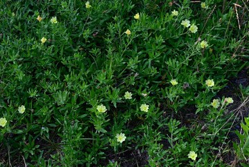 Cutleaf evening primrose (Oenothera laciniata) flowers. Onagraceae perennial plants. The pale yellow, four-petaled flowers bloom in early summer and turn red as they wilt.