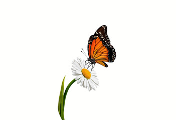 Monarch butterfly resting on a white daisy flower against white background  
