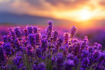 Vibrant purple lavender field at sunset.