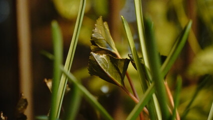 Close-up of green stems and glossy leaves in a dense natural setting
