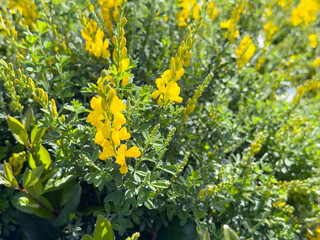 A view of yellow flowers from the sweet broom plant.