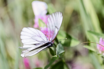 Aporia crataegi, Pieris crataegi, butterfly on a clover. Butterflies on a clover flower in a meadow. Life of insects. Summer
