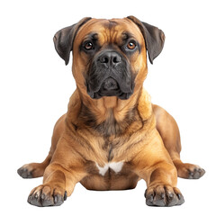 Boxer Dog Isolated on Transparent Background. PNG. Generated AI. 