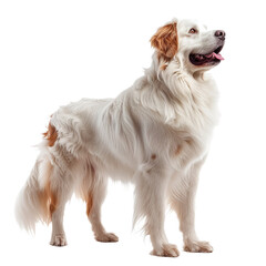 Pyrenean Mountain Dog Isolated on Transparent Background. PNG. Generated AI. 