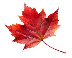 Obraz premium red maple leaf isolated on white background 