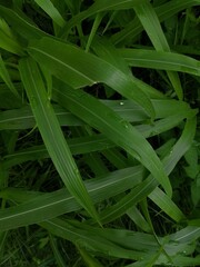 Obraz premium Green Grass with Dew Drops