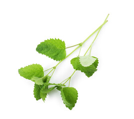 Fresh green lemon balm leaves isolated on white, top view