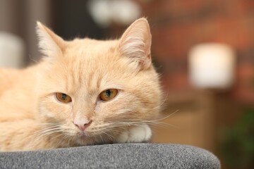 Cute ginger cat lying on chair at home, closeup. Space for text