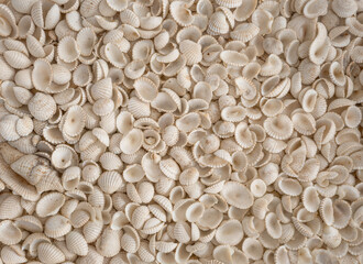 Striking Monochrome Mosaic of Seashells with a Unique Textured Highlight