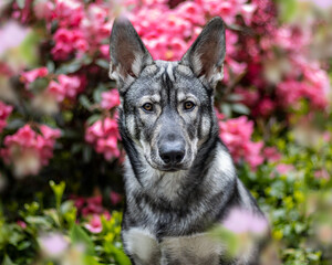 Beautiful gray dog poses elegantly among blooming flowers