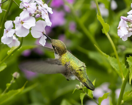 Hummingbird hovering near pink and white flowers