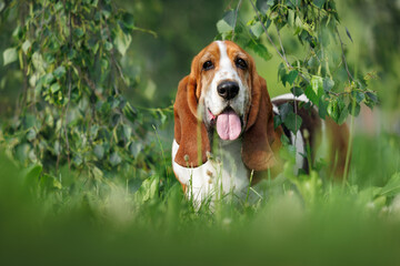 happy basset hound dog posing under a birch tree in summer