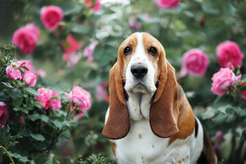 basset hound dog posing in the park with blooming roses