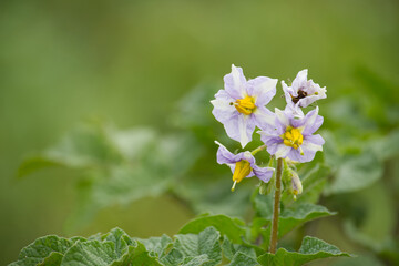 Beautiful potato flowers with soft purple petals and yellow centers, captured in detail.