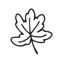 oak leaf doodle line Vector clipart of sketchy drawings isolated on white background