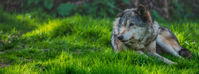 Fototapeta premium Canis lupus lupus, commonly known as the Eurasian wolf, is a large subspecies of the grey wolf native to Europe and Asia. Recognised for its keen intelligence, strong social bonds, and adaptability.