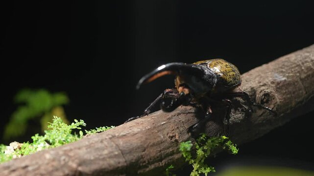 
Hercules beetle on a log