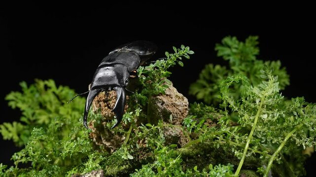 Dorcus titanus typhon. beetle on a rock staring.