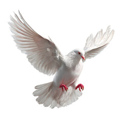 Fototapeta premium White Dove Flying