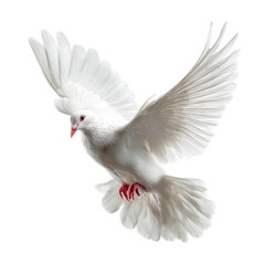 Fototapeta premium White Dove Flying