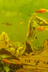 Small vibrant fish of various colors swim amongst a decorative underwater structure in an aquarium...