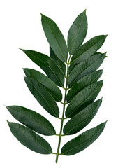 leaf of Spondias mombin