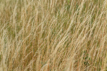 Dry, golden grass sways in the wind. The image conveys a feeling of late summer or early autumn.