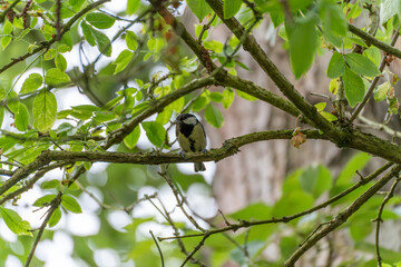 The great tit waits on a branch with a caterpillar, framed by dense leaves. The photo captures a...