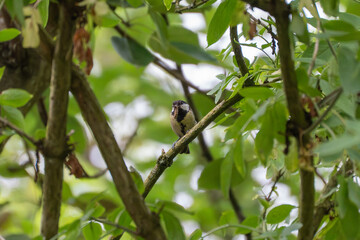 A great tit hides among dense branches with a caterpillar in its beak. The scene is shaded by lush...