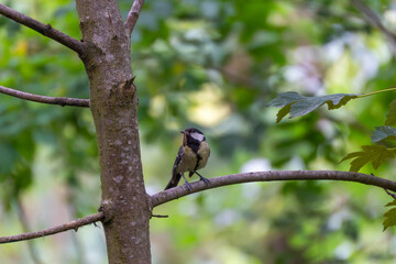 Obraz premium A great tit perch on a tree branch with a caterpillar in its beak. The bird is surrounded by vibrant green forest foliage.