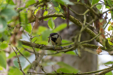 Obraz premium A great tit grips a branch with a caterpillar in its mouth. Surrounded by forest greenery, it prepares to feed.