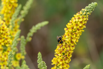 A bumblebee collects nectar from a yellow flower spike. The colors are rich and the scene appears...