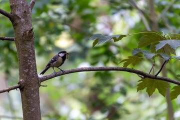 A great tit stands on a curved branch with food in its beak. The soft background highlights the...