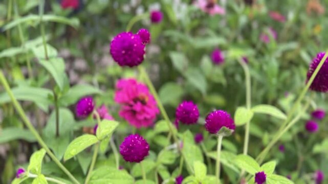 Purple Gomphrena globosa flowers swaying in breeze with green leaves and blurred blooms.
