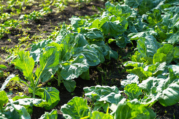 Vibrant green leaves of cabbage and other leafy vegetables bask under the warm sunlight in a well-maintained garden during the peak growing season of the year