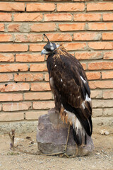 A trained eagle found in Tolbo, Mongolia. Eagle domestication is still ongoing in Central Asian countries such as Kyrgyzstan, Kazakhstan and Mongolia.