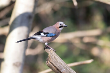 The jay is one of the corvids with the most beautiful plumage.